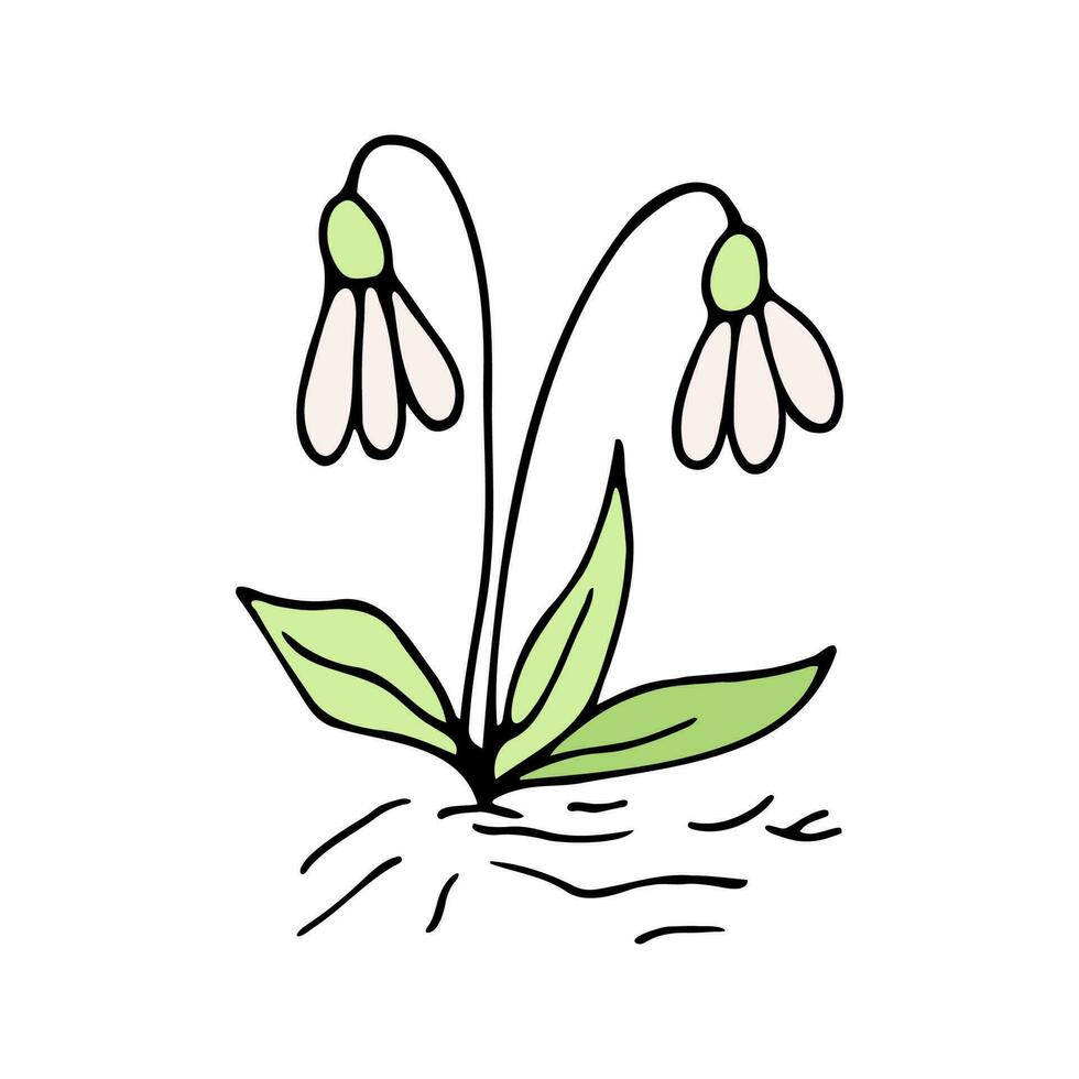 süß Single Hand gezeichnet Blumen Schneeglöckchen. Frühling blühen vektor