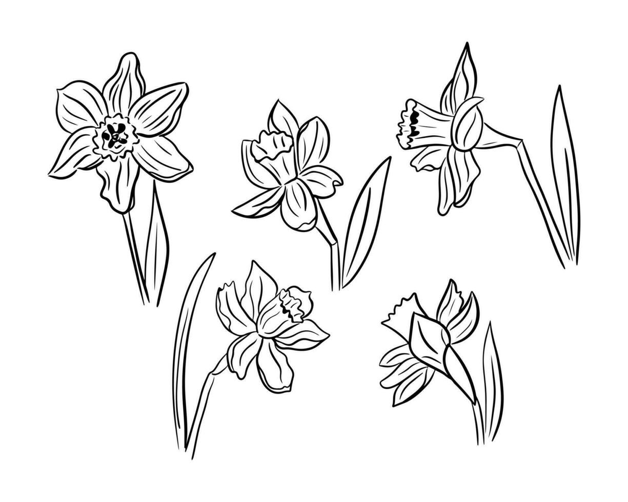 Sammlung von Hand gezeichnet Tulpen. Vektor Linie Kunst. Blumen isoliert auf Weiß Hintergrund. Ideal zum Färbung Seiten, wie Tätowierung, Muster, Hintergrund, Verpackung Papier