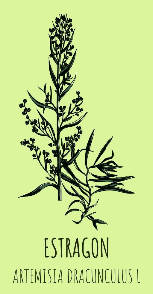 Estragon oder Artemisia Dracunculus, aromatisch Küche und medizinisch Kraut. Hand gezeichnet botanisch Vektor Illustration