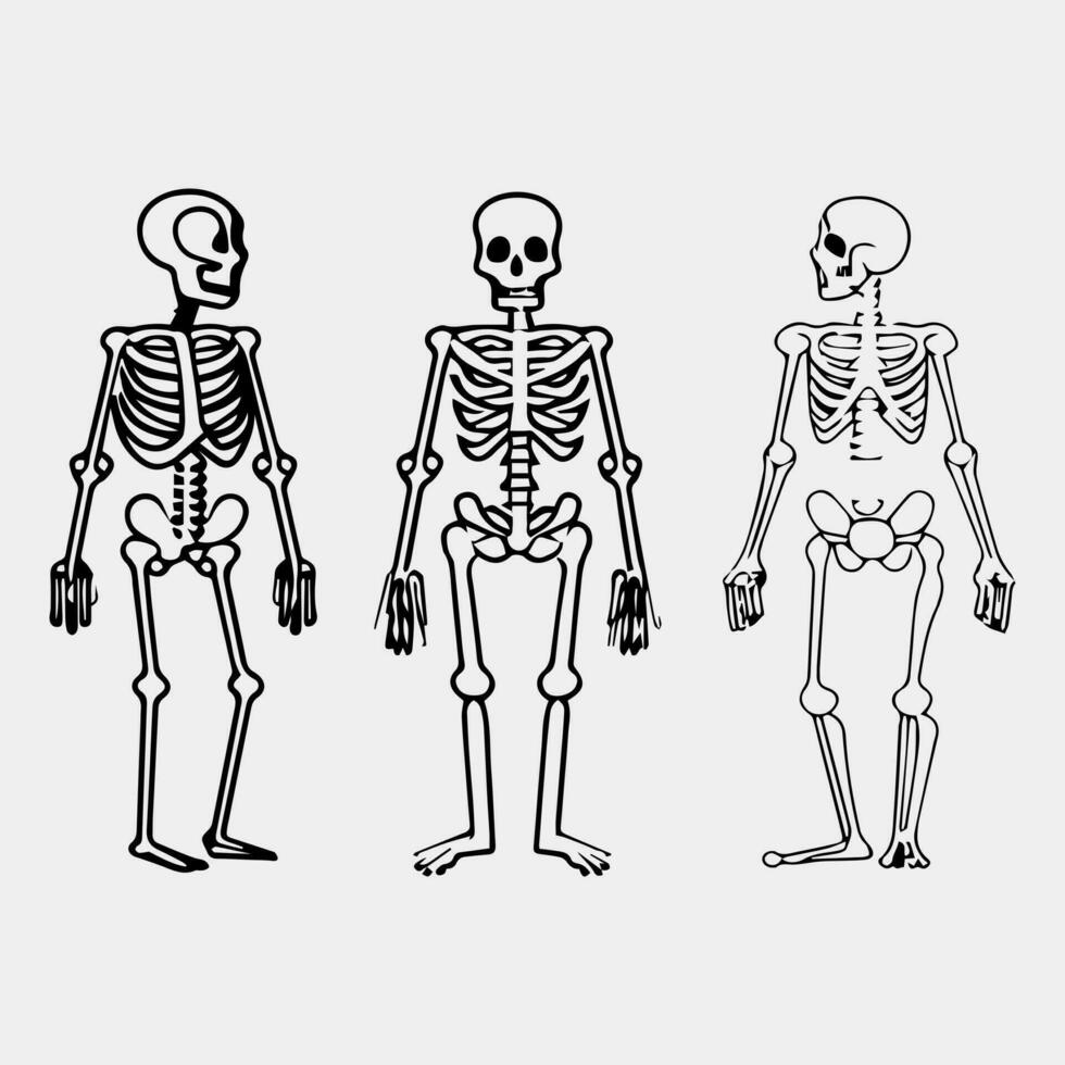 uppsättning av skelett av en person vektor