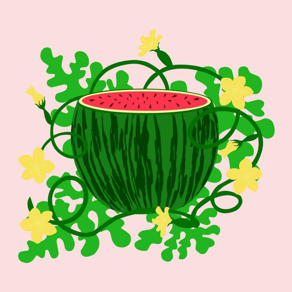 Wassermelone im Blumen auf Blätter. ein rot Wassermelone Pflanze isoliert auf Weiß Hintergrund. vektor