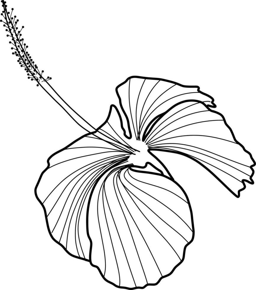 skecth av hibiskus blomma vektor