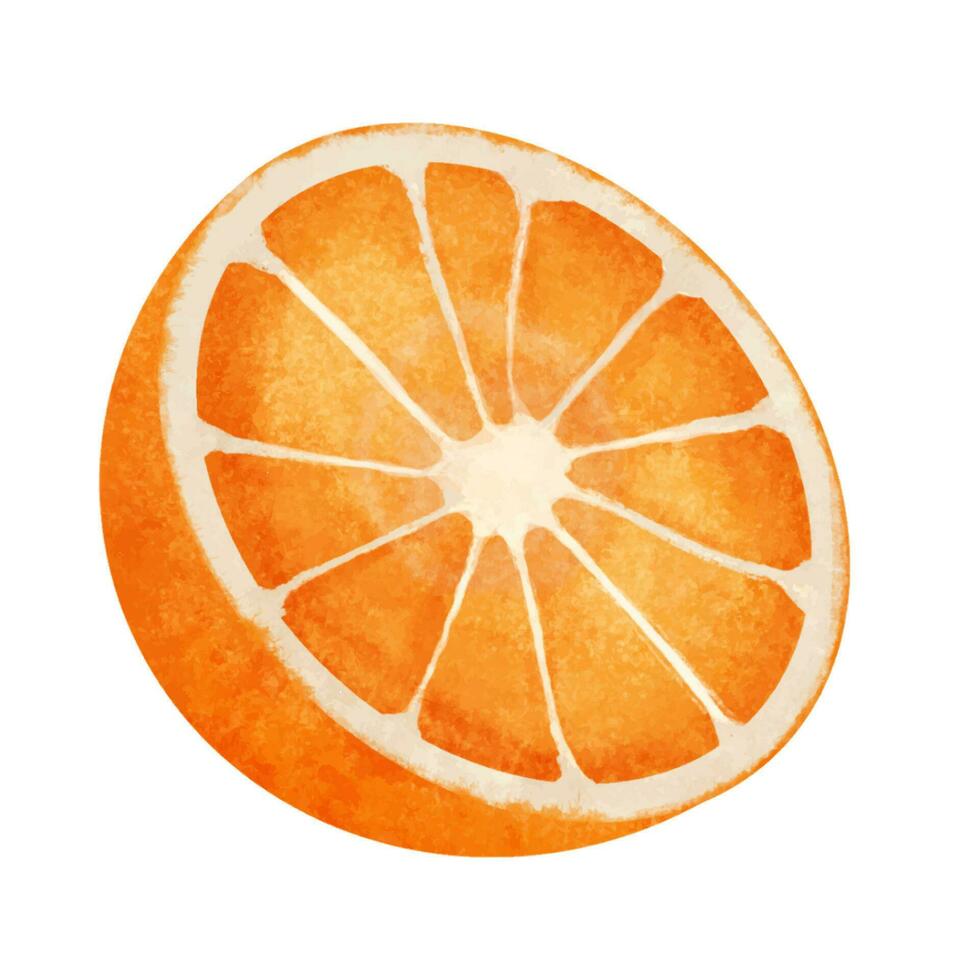 Aquarell Orange Obst isoliert auf Weiß Hintergrund. Hand gezeichnet Illustration. vektor