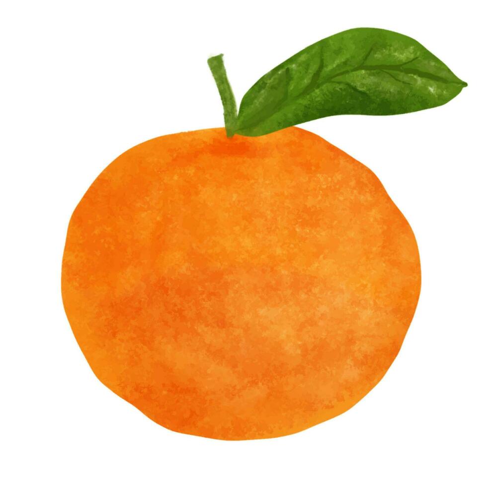 vattenfärg orange frukt isolerat på vit bakgrund. hand dragen illustration. vektor