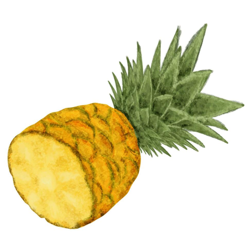 vattenfärg illustration av ananas skivor och ananas på en vit bakgrund. vektor