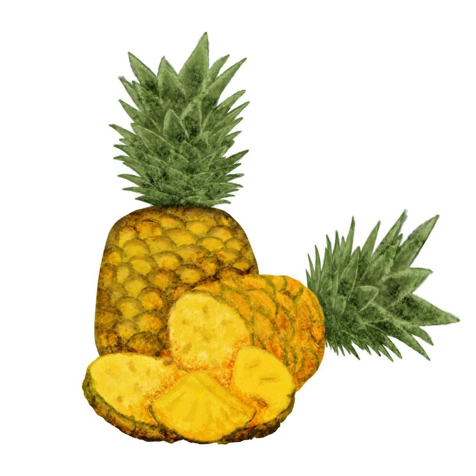vattenfärg illustration av ananas skivor och ananas på en vit bakgrund. vektor