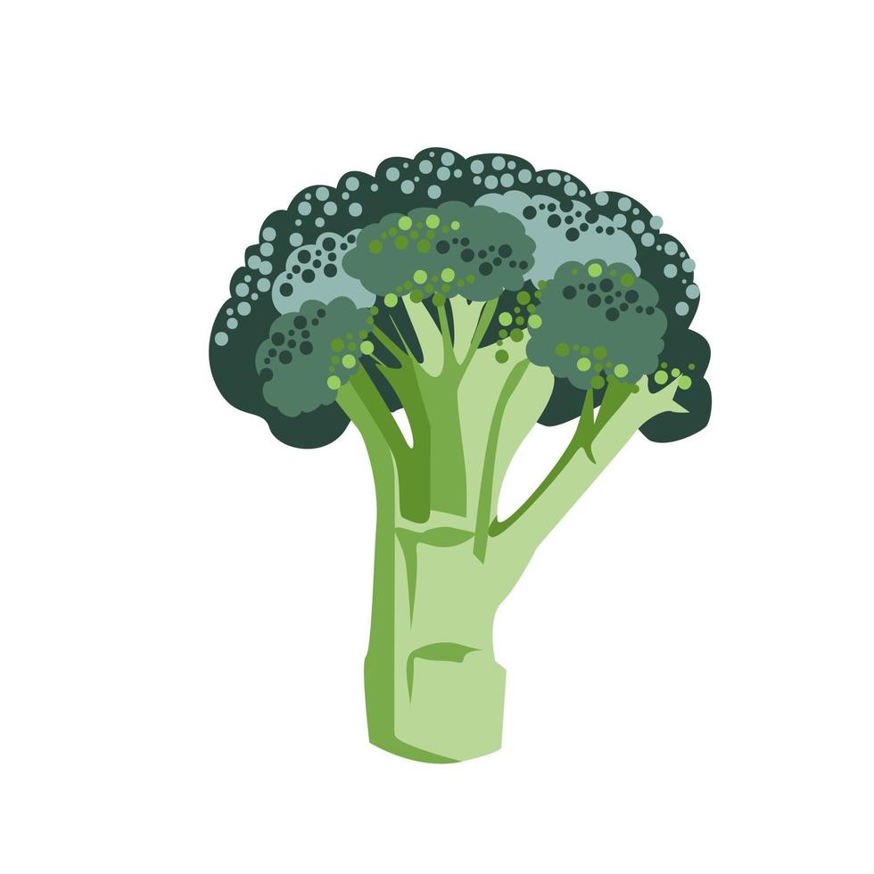 frischer grüner Brokkoli wird auf einem weißen Hintergrund isoliert vektor