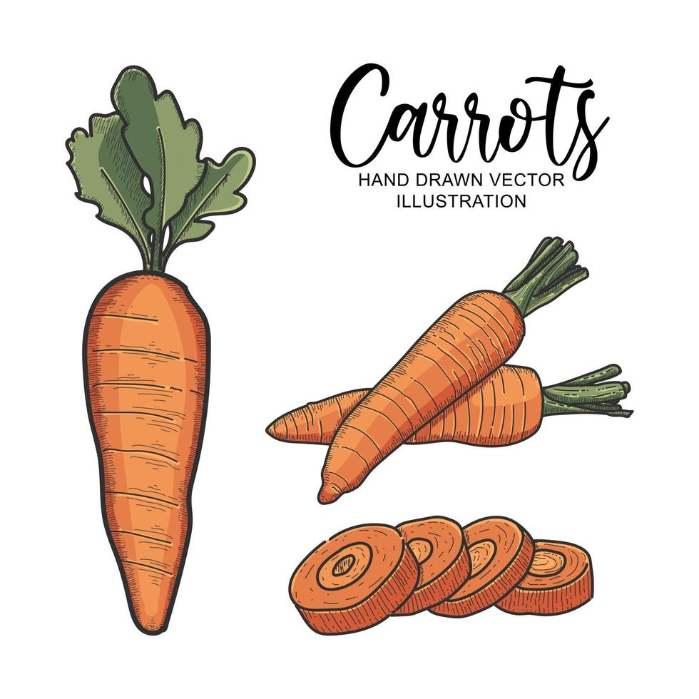 handritad illustration vektorgrafik av morötter grönsak vektor