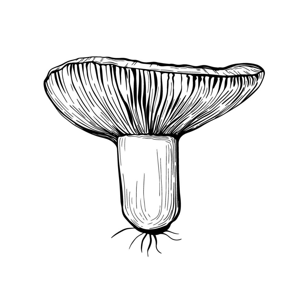 Russula-Pilz lokalisiert auf einem weißen Hintergrund. ein essbarer Pilz mit Stiel und Kappe. köstliche Herbstwaldpilze. veganes Essen. Hand gezeichnete Vektorillustration vektor