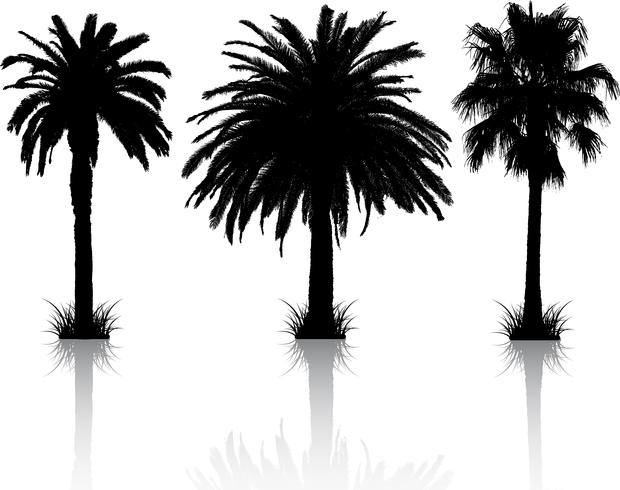 Palmträd silhuetter vektor