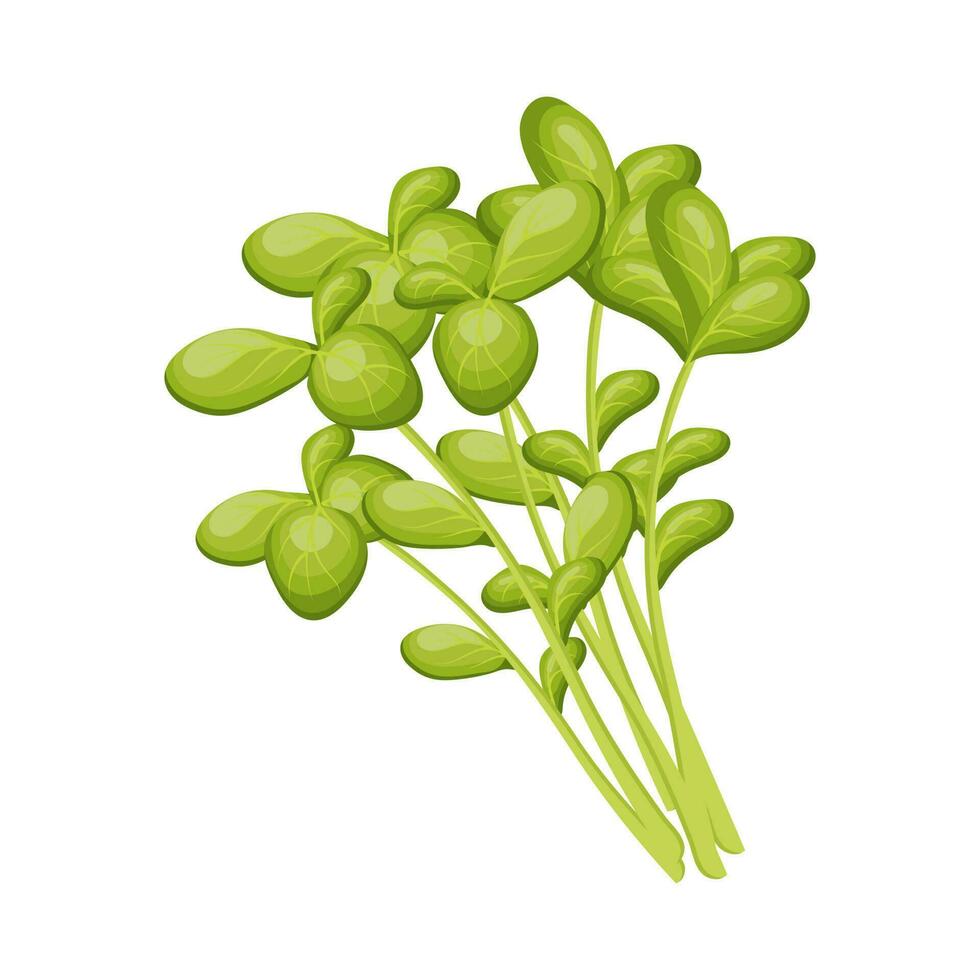 frisch Grün Blätter von Brunnenkresse auf ein Weiß Hintergrund, Lebensmittel. botanisch Illustration. Vektor