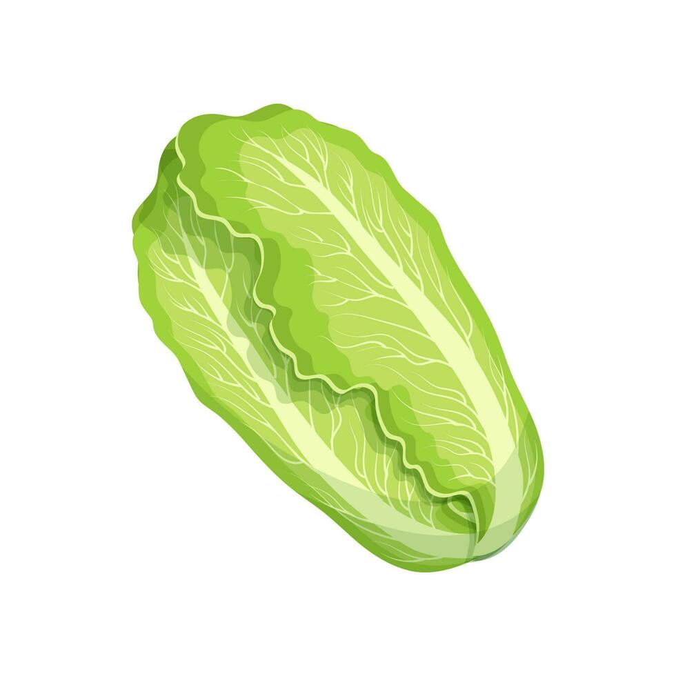 frisch Grün Chinesisch Kohl, bok choy, petsai oder Kopfsalat, Lebensmittel. botanisch Illustration. Vektor