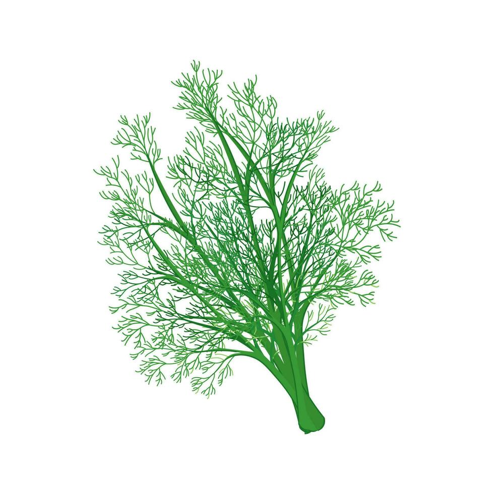 frisch Grün Geäst von Dill auf ein Weiß Hintergrund, Lebensmittel. botanisch Illustration. Vektor