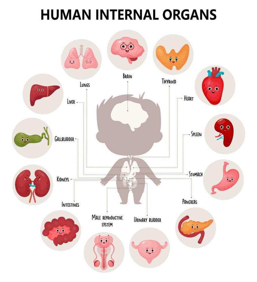 Anatomie Mensch Körper. süß Infografiken mit visuell planen intern männlich Karikatur Organe Figuren, ihr Namen und Standorte. Vektor Illustration. lehrreich medizinisch Poster im Karikatur Stil.