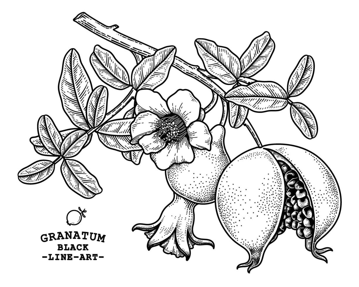 granatäpple frukt handritad retro illustration vektor