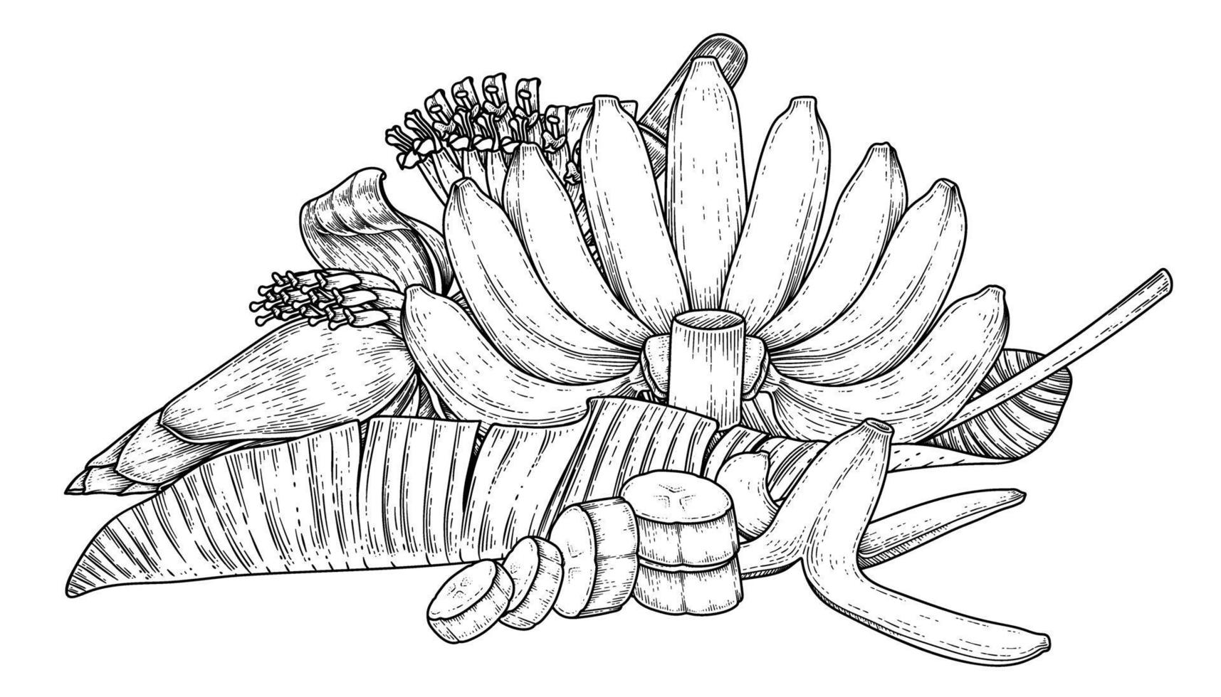 uppsättning bananfruktblad och bananblom handritad skiss vektor