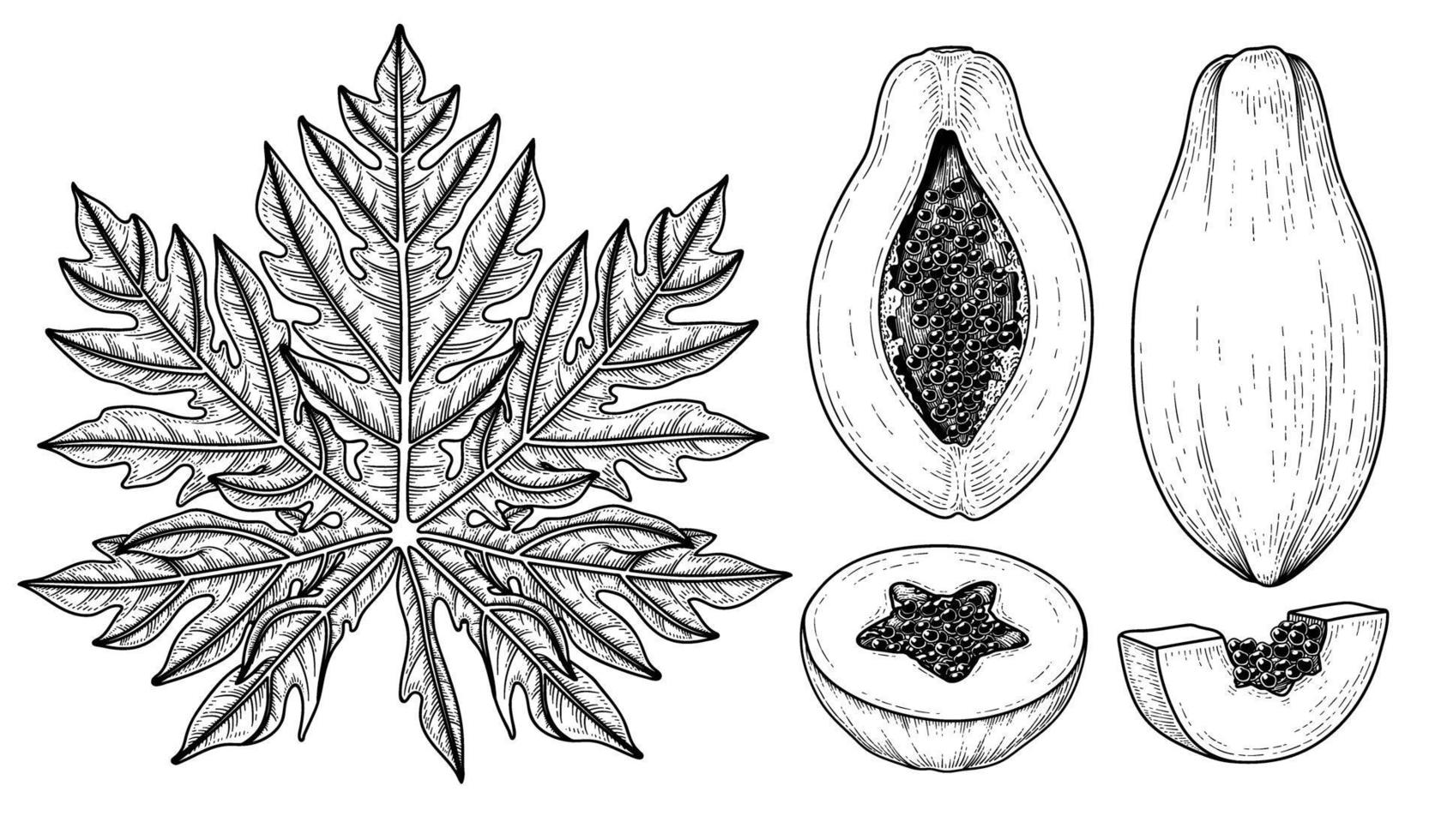 Satz gezeichnete Elemente der Papaya-Fruchthand gezeichnete botanische Illustration vektor