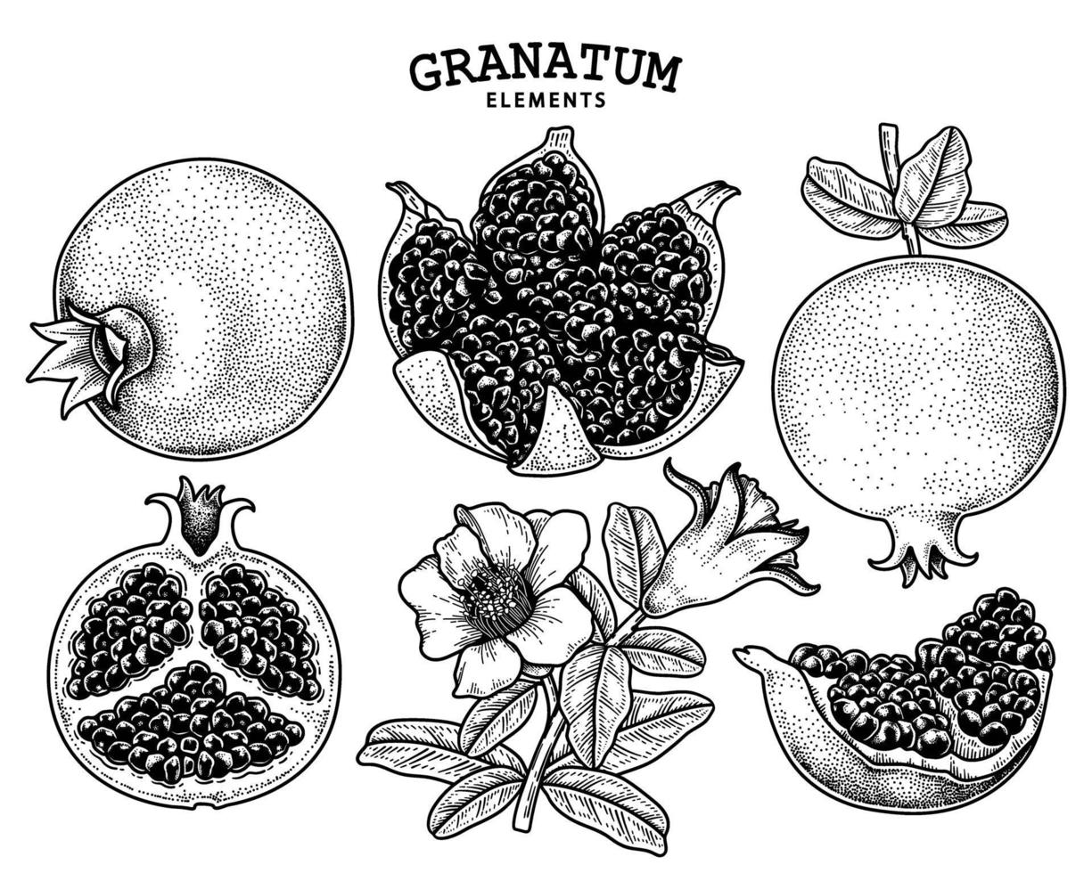 Hand gezeichnete Retro-Illustration der Granatapfelfrucht vektor