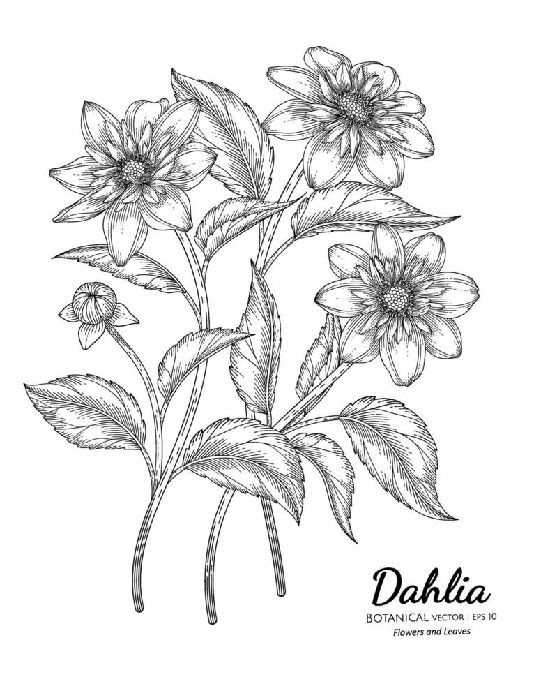 Satz gezeichnete botanische Illustration der Dahlienblume und des Blattes Hand mit Strichgrafiken auf weißem Hintergrund. vektor