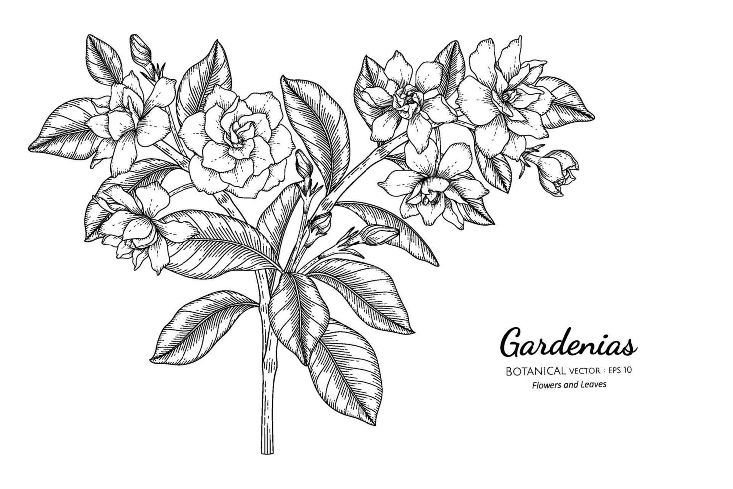 gardenias blomma och blad handritad botanisk illustration med konturteckningar. vektor