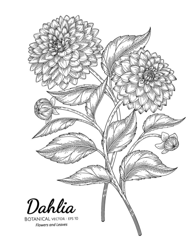 uppsättning dahlia blomma och blad handritad botanisk illustration med konturteckningar på vita bakgrunder. vektor