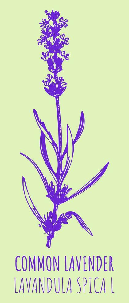 vektor ritningar allmänning lavendel. hand dragen illustration. latin namn lavandula l.