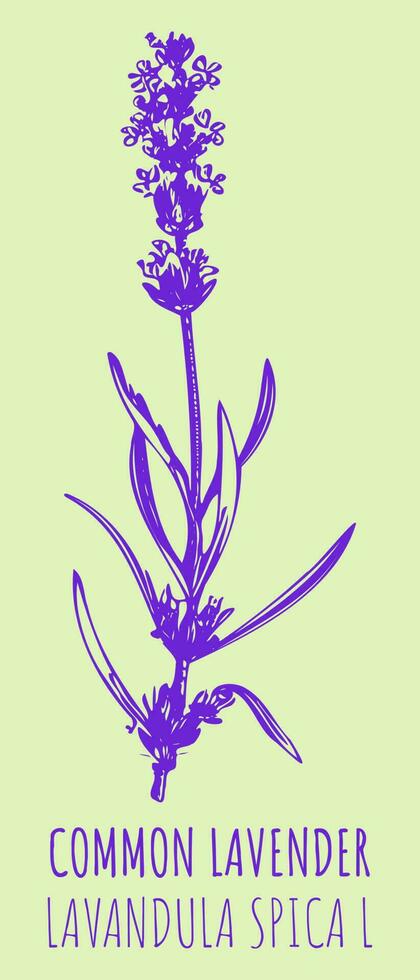 Vektor Zeichnungen verbreitet Lavendel. Hand gezeichnet Illustration. Latein Name Lavandula l.