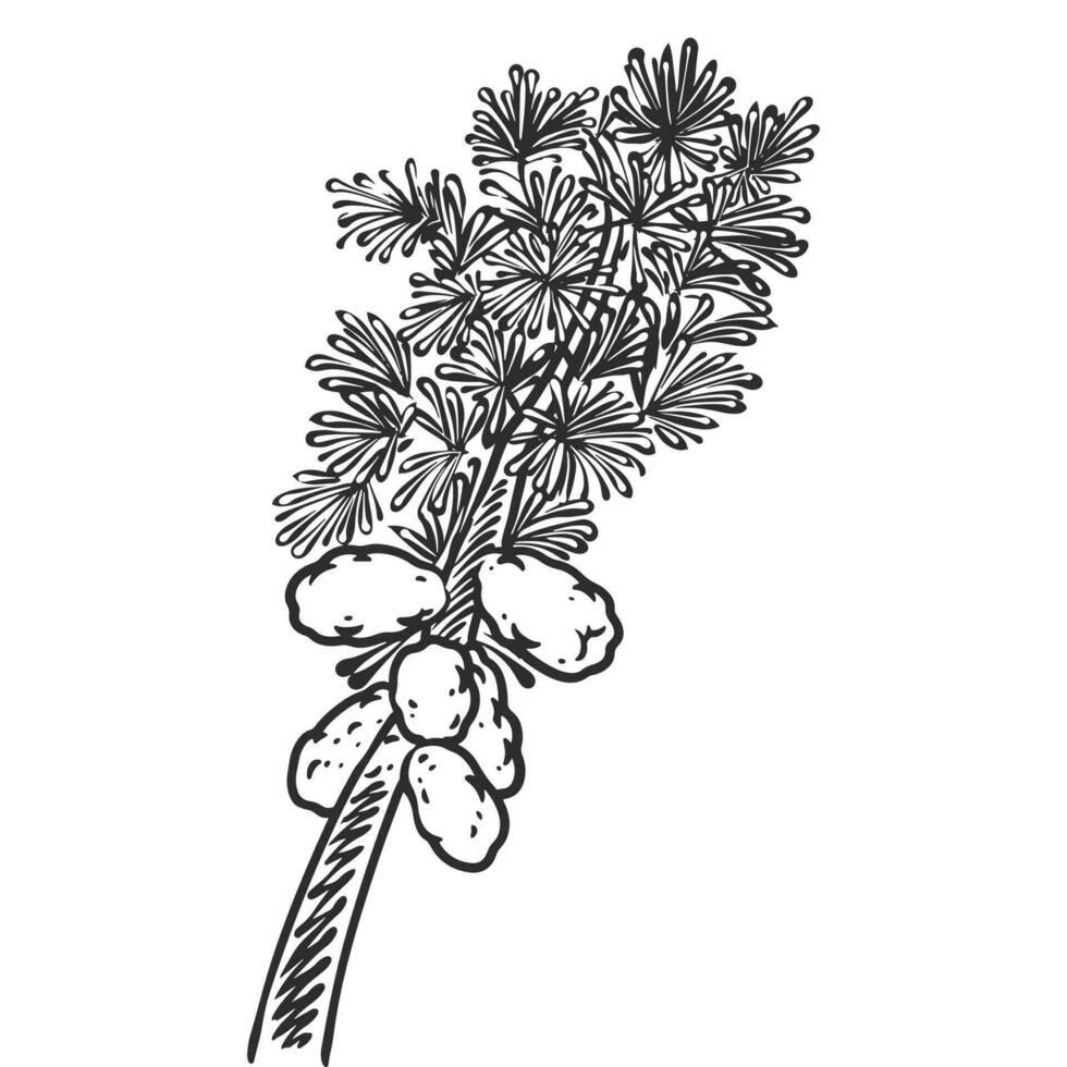 Hand gezeichnet wesentlich Öl Pflanzen Zeichnung von Tee Baum vektor
