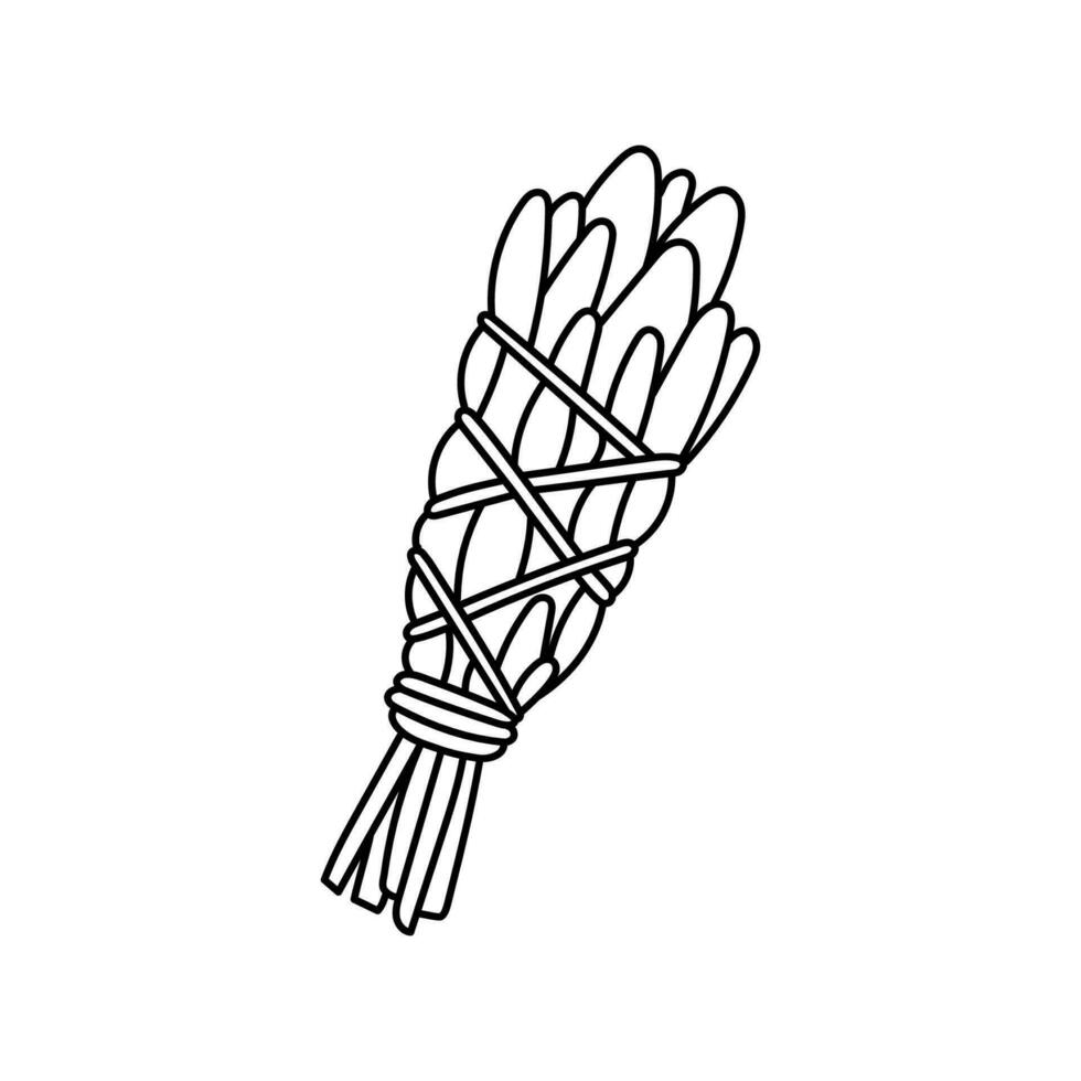 ein Hand gezeichnet Bündel von Kräuter zum Begasung isoliert auf ein Weiß Hintergrund. Gekritzel Vektor Illustration, esoterisch und Okkulte, Kräuterkunde, Salbei, Wermut, Rosmarin.