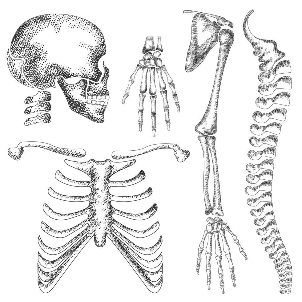 Hand gezeichnet detailliert Vektor Skelett Zeichnung von Mensch Anatomie, Schädel, Hand, Truhe Knochen, Knöchel, Rückgrat