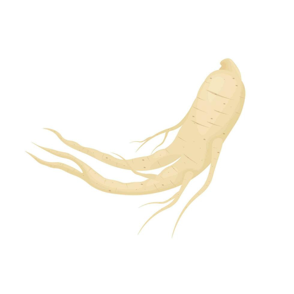 friska ginseng rot realistisk vektor illustration logotyp