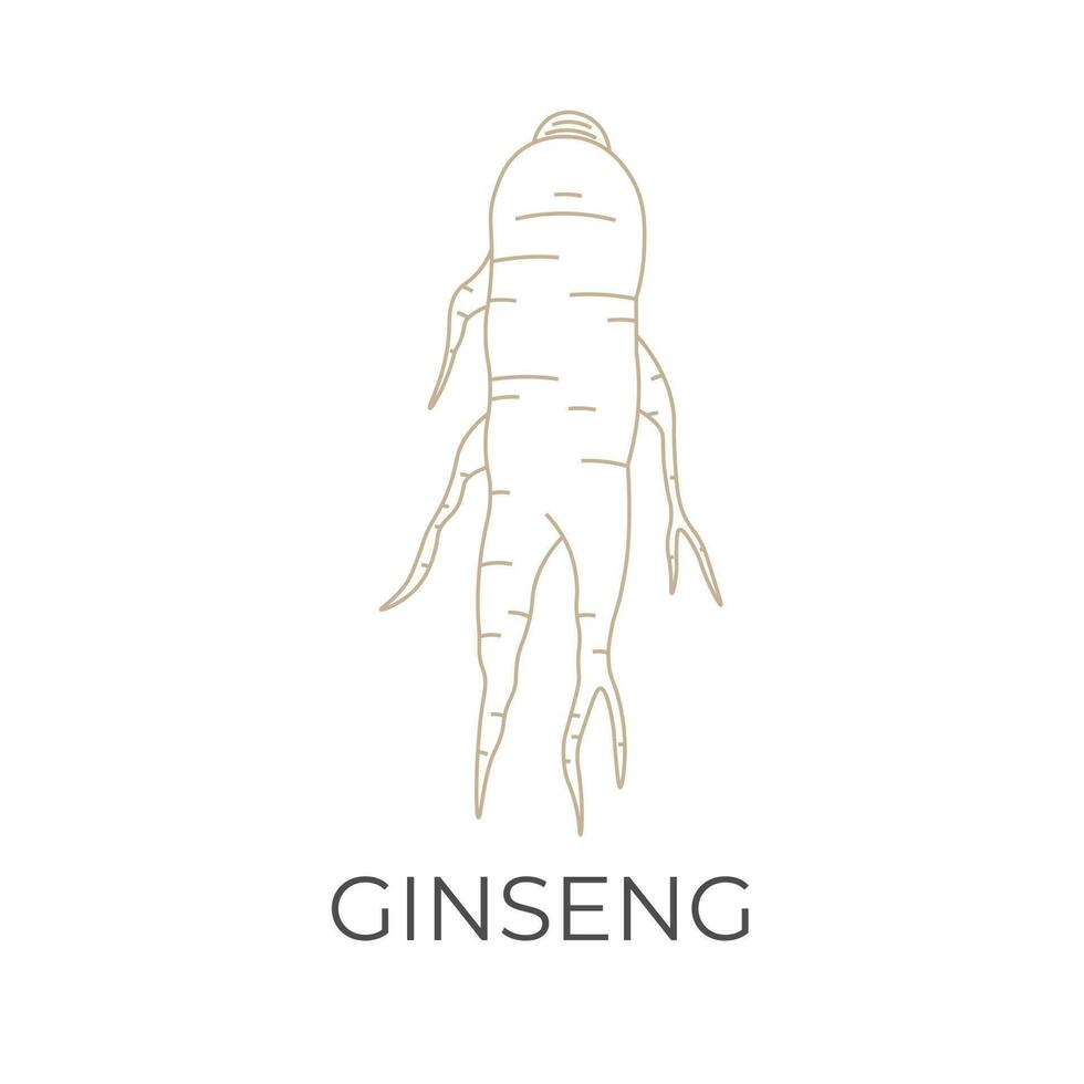 gesund Ginseng Wurzel einfach Linie Kunst Vektor Illustration Logo