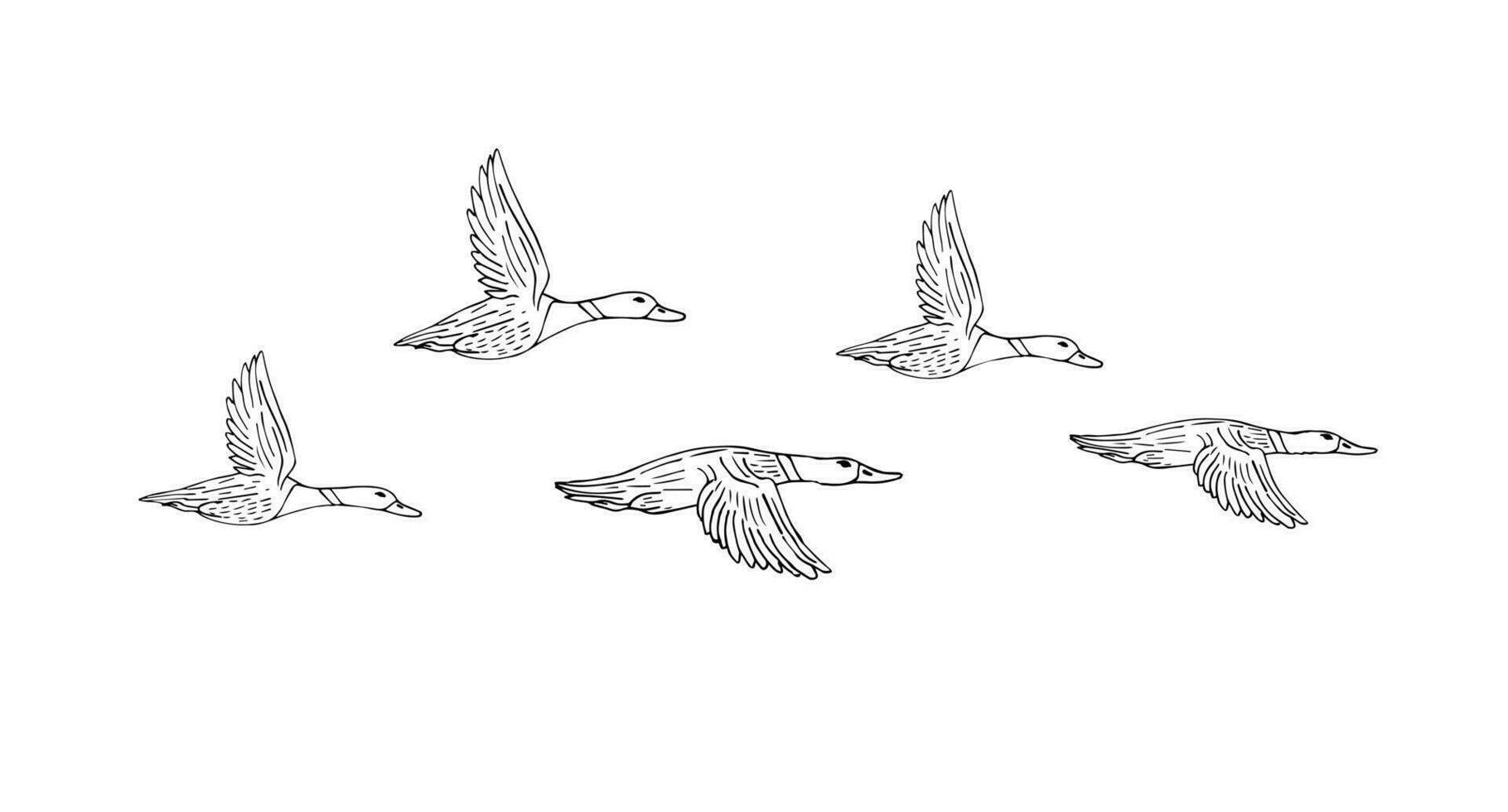 Vektor schwarz Hand gezeichnet Herde von fliegend Ente