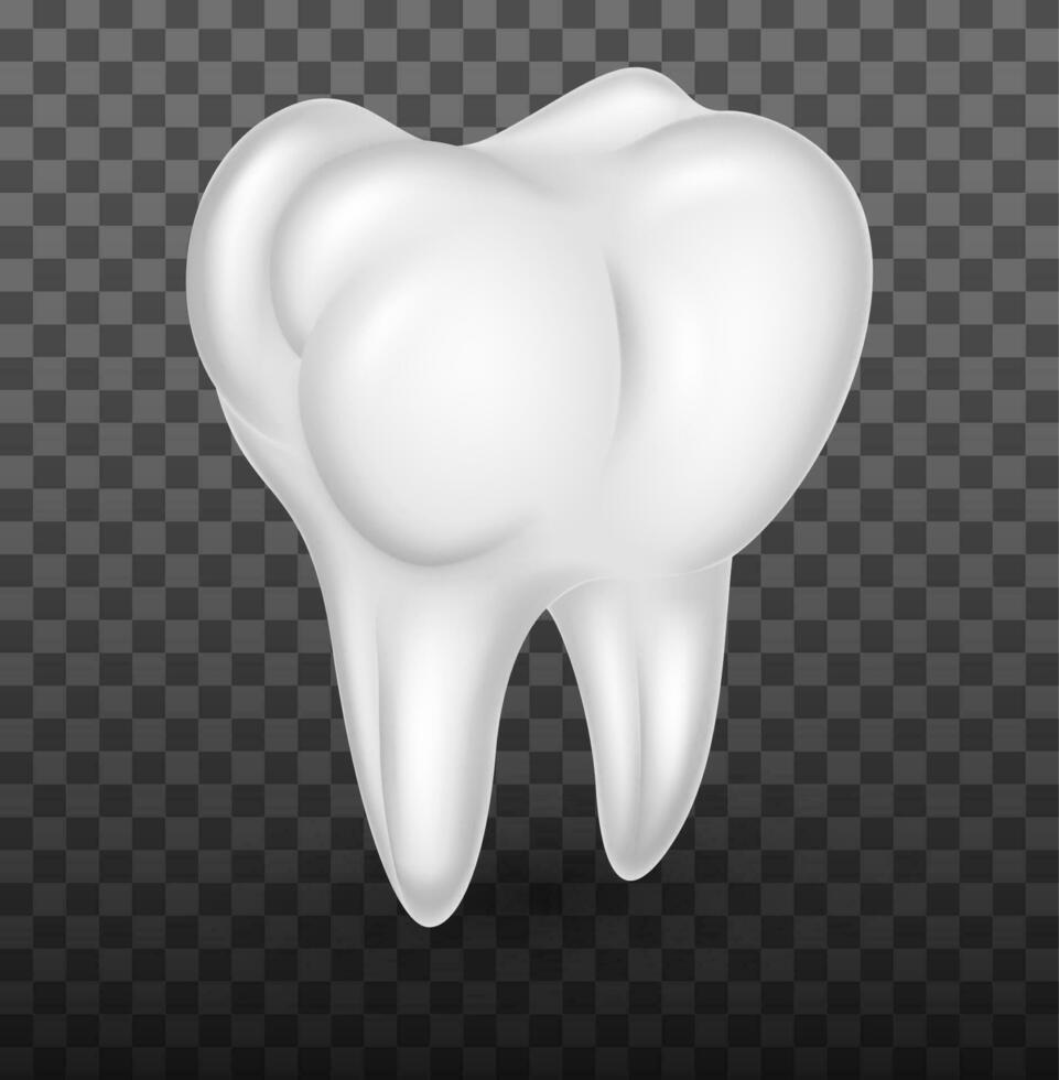 Mensch Molar Zähne realistisch, Vektor Illustration