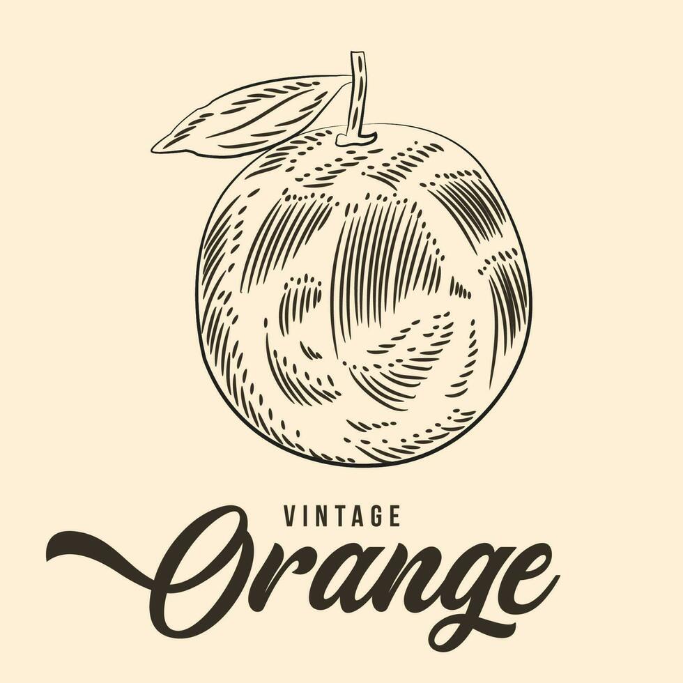 årgång hand teckning orange frukt skiss vektor stock illustration