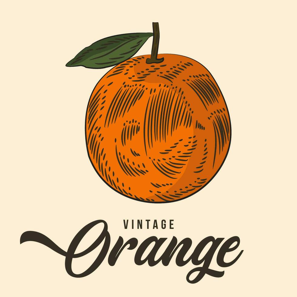 årgång hand teckning orange frukt skiss vektor stock illustration Färg