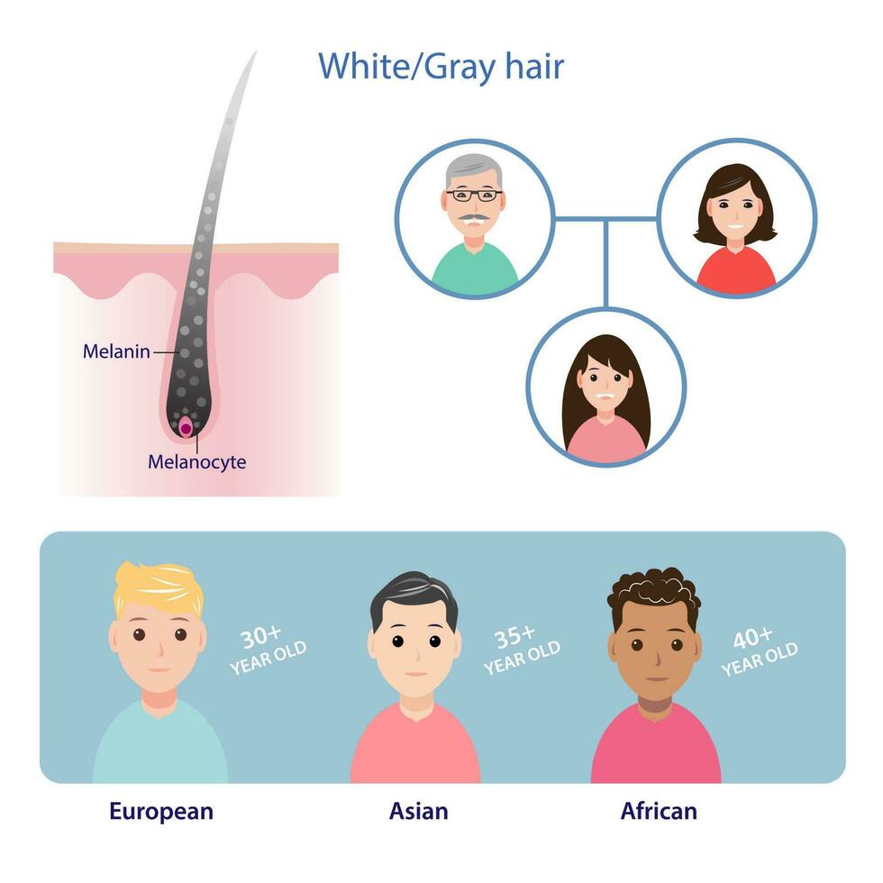 infographic av grå hår vektor isolerat på vit bakgrund. de mekanism av hår grånande med skalp lager. den där kan vara ärvt från föräldrar och börjar till grå varierar förbi lopp.