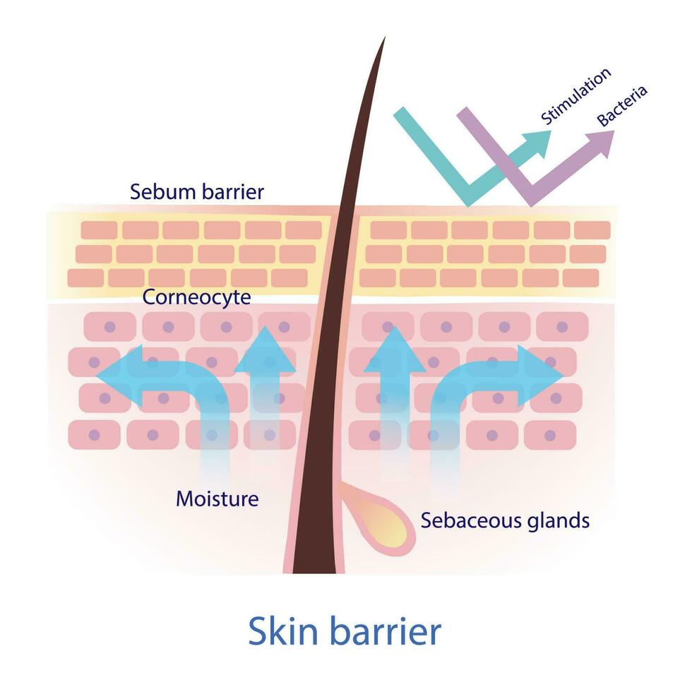 gesund schützend Haut Barriere Vektor auf Weiß Hintergrund. das mechanisch Schutz Haut, Barriere zu Wasser Verlust. das Talg Barriere schützen Haut von Stimulation und Bakterien.