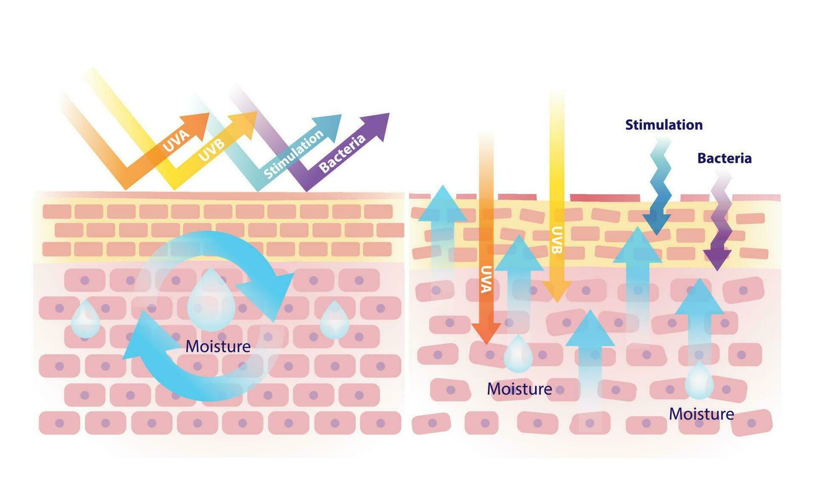 Vergleich von gesund und beschädigt Haut Barriere Vektor auf Weiß Hintergrund. das Talg schützen Haut von ultraviolett, Stimulation und Bakterien. wann Talg verringert, das Haut beschädigt.