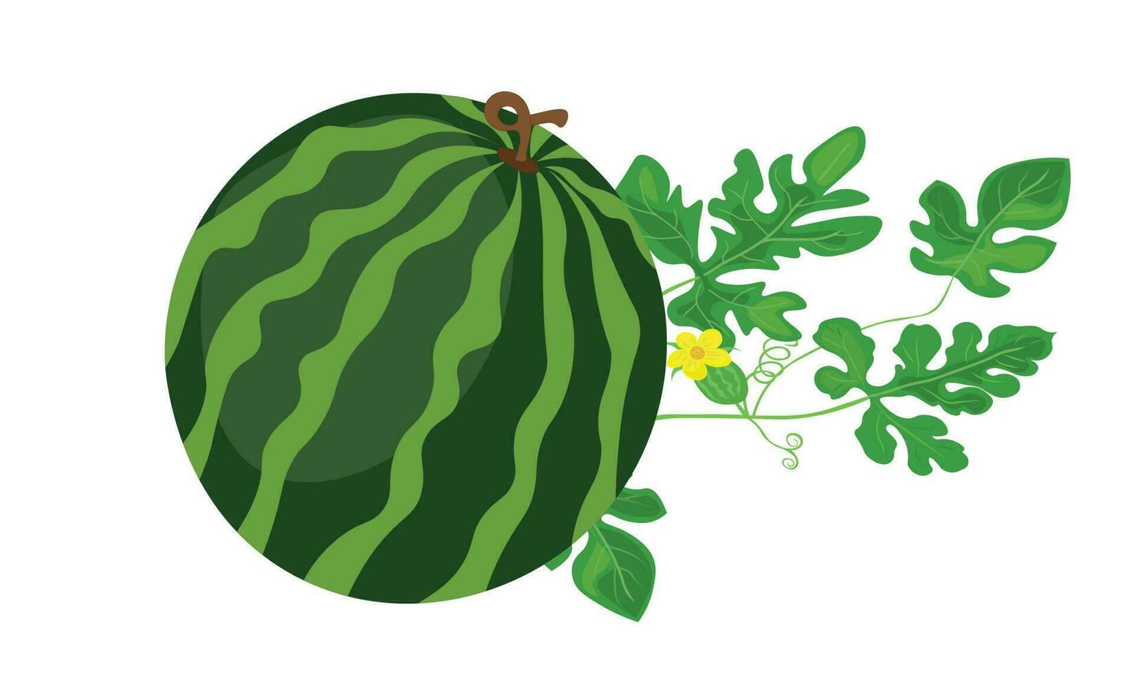 vattenmelon vektor illustration. hela vattenmelon vektor isolerat på vit bakgrund. sommar frukt tema och begrepp. platt vektor i tecknad serie stil.