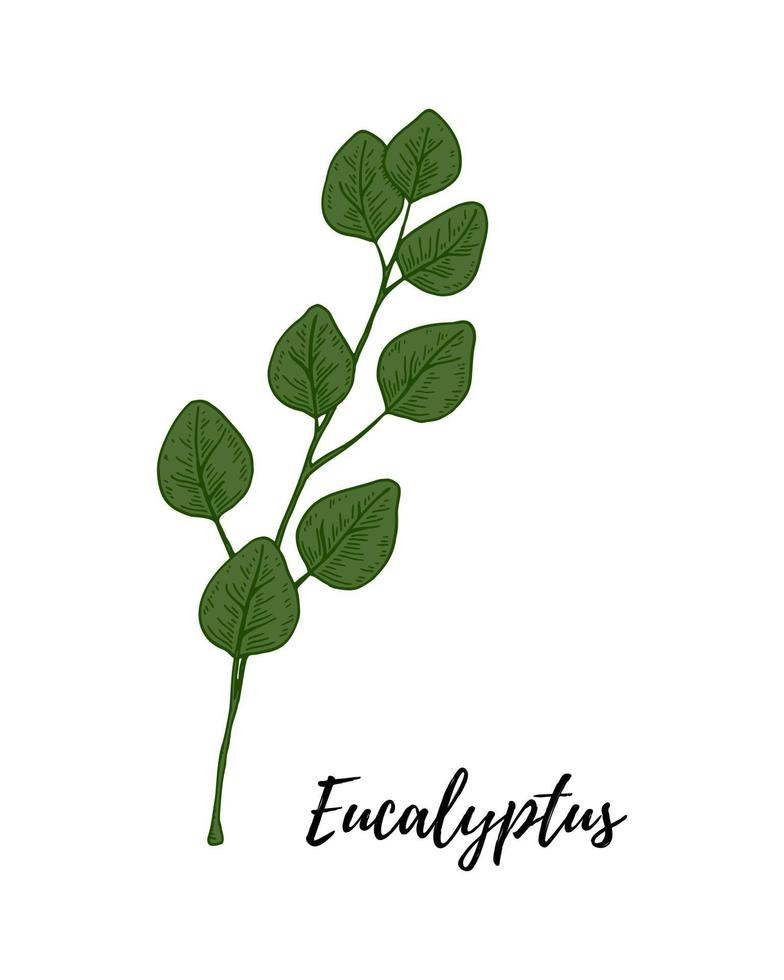 handritad grön eukalyptusgren vektor