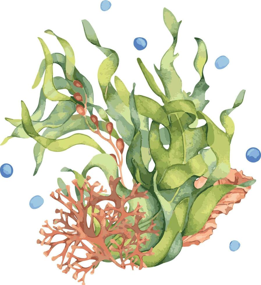 grön hav växt vattenfärg illustration isolerat på vit bakgrund. laminaria, brun kelp, röd tång hand ritade. design element för paket, märka, reklam, omslag, marin samling vektor