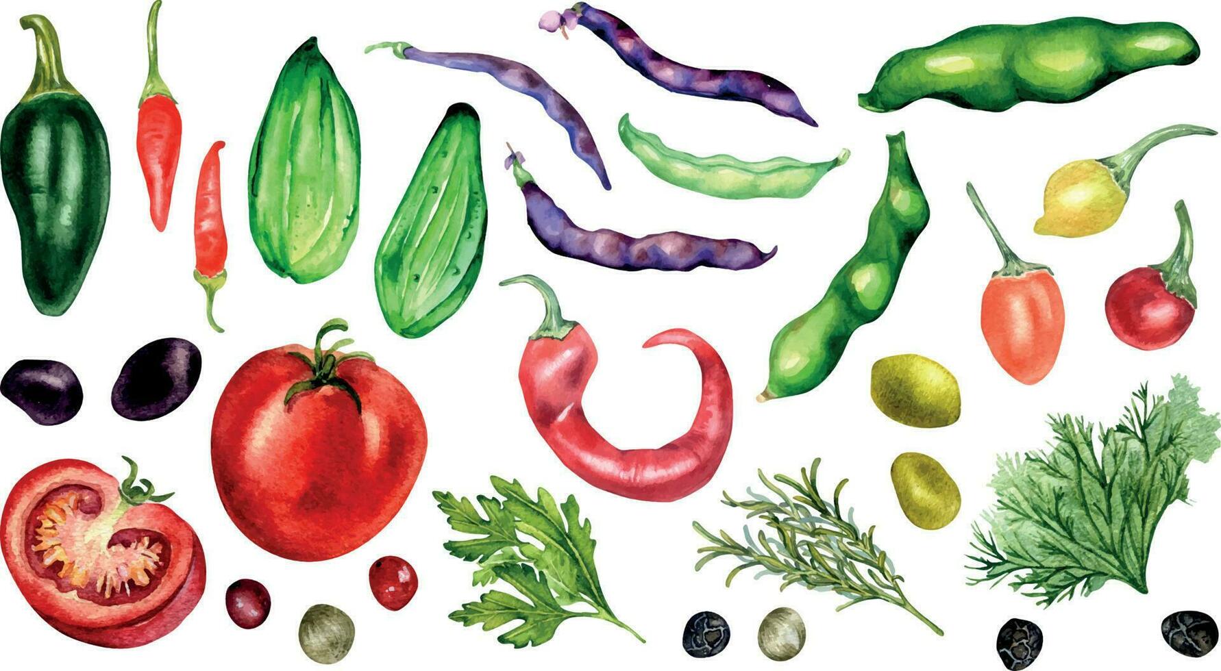 einstellen von Tomate, Gurke, heiß Pfeffer und Bohnen Aquarell Illustration isoliert auf Weiß. Jalapeno, Pfefferkörner, Chili Pfeffer, Petersilie, Rosmarin Hand gezeichnet. Elemente zum Speisekarte, Kochbuch, Paket vektor