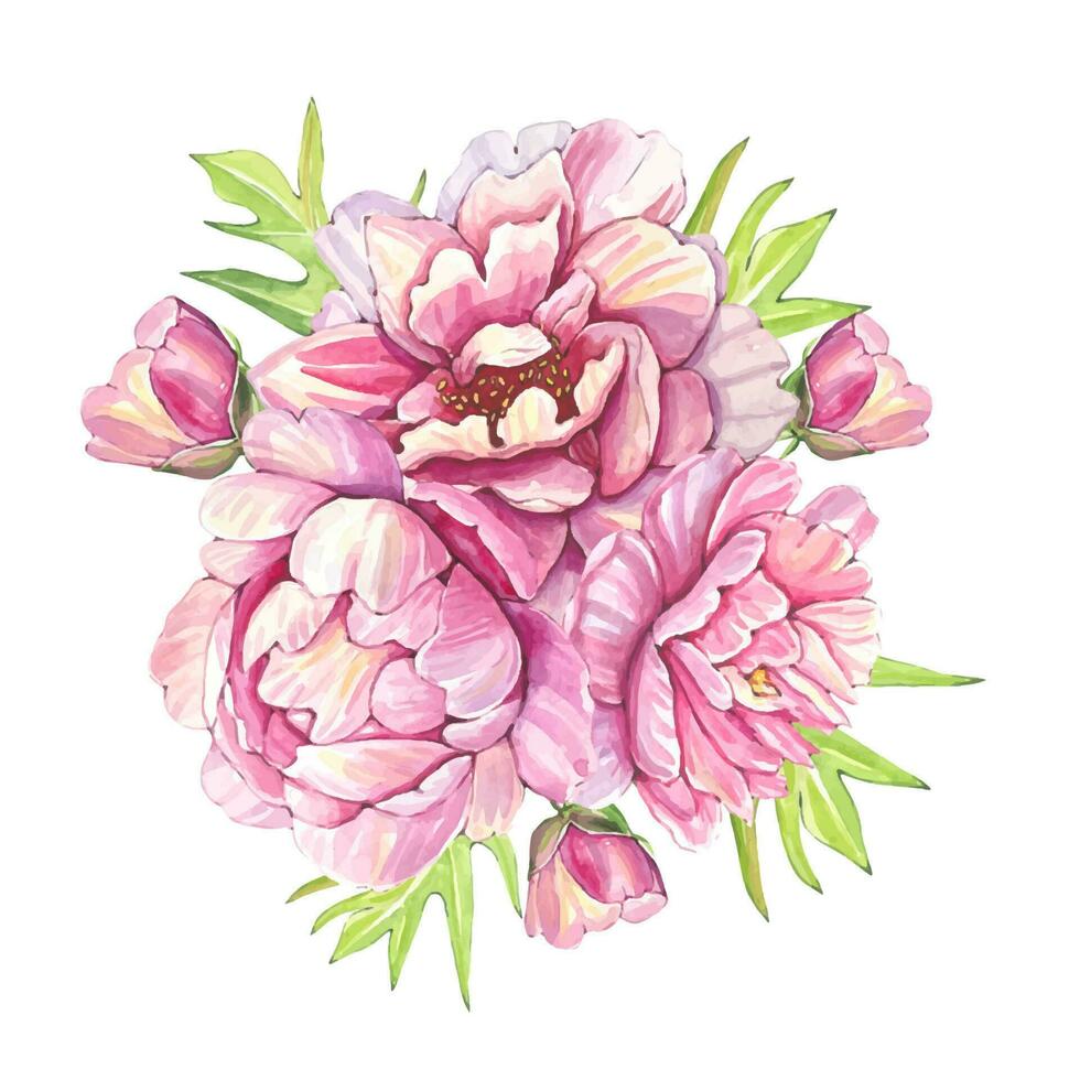 vattenfärg buketter av rosa pioner. botanisk illustration vektor