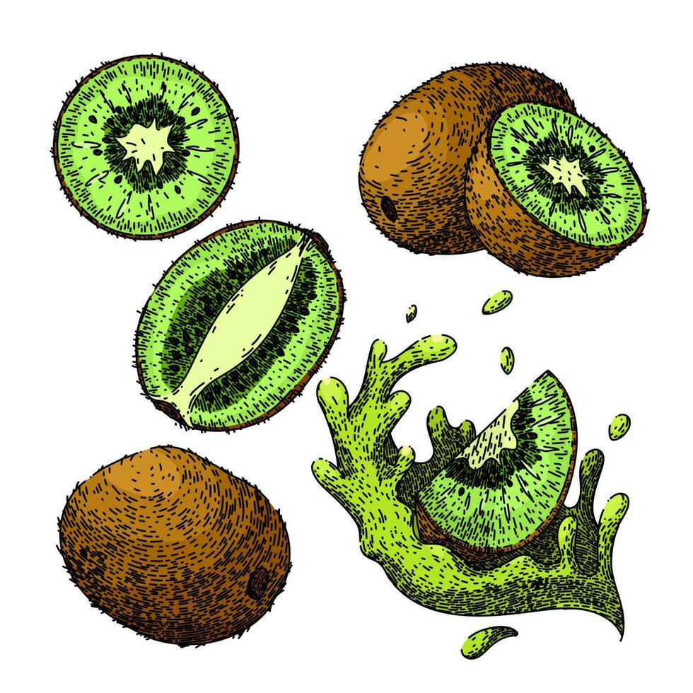 kiwi frukt grön uppsättning skiss hand dragen vektor