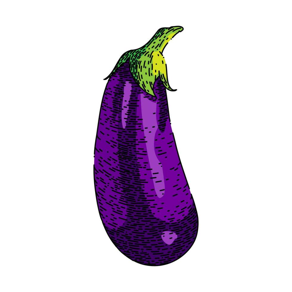 äggplanta lila aubergine skiss hand dragen vektor