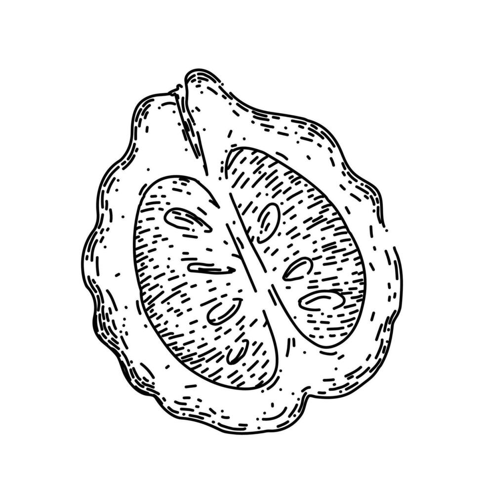 Bergamotte Essen Obst natürlich skizzieren Hand gezeichnet Vektor