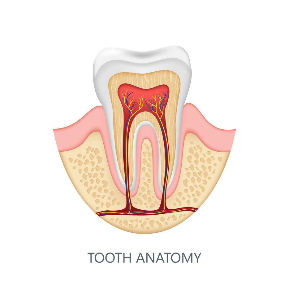 gesund Zahn Anatomie Infografiken. realistisch Weiß Dental spotten hoch. medizinisch Banner oder Poster Vektor Illustration