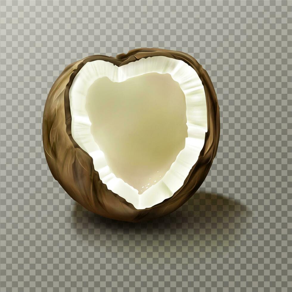 realistisk kokos, i hög grad detaljerad tömma kokospalm nöt vektor
