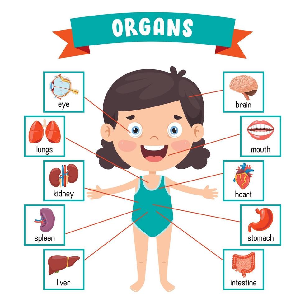 roligt barn som visar mänskliga kroppsdelar vektor